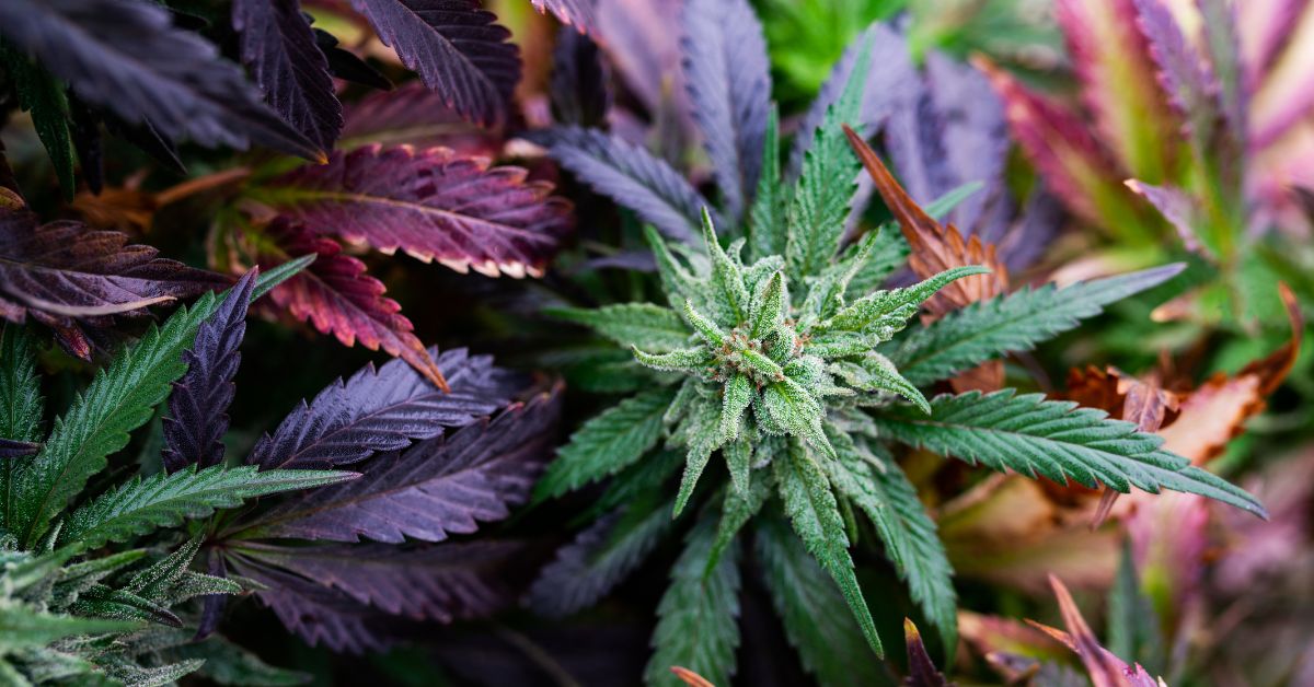 top 4/20 strains, cannabis 