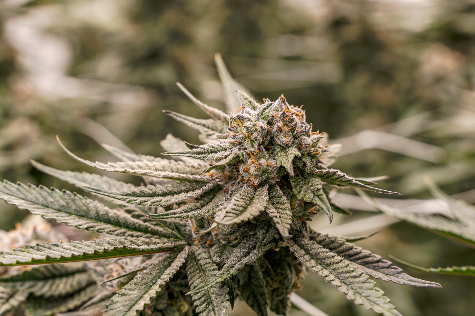 15 best weed strains to know - cannabis plant, marijuana flower 
